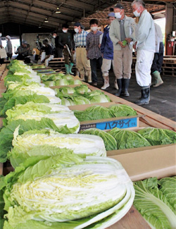 「主力品目ハクサイ出荷本番　査定会で荷づくり規格確認」の画像