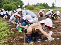 「調理実習に期待を込め大豆の種植え」の画像