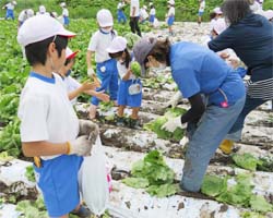 「地元小学校との伝統あるレタス栽培交流　収穫期を迎える」の画像