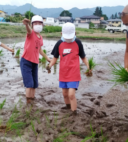 「小学生と交流30年以上、稲作体験で食育学ぼう」の画像