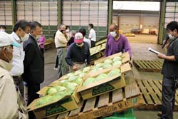 「軽井沢の野菜 出荷本格化」の画像