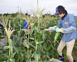 「夏の人気野菜トウモロコシ、8月下旬まで出荷」の画像