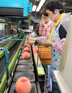 「桃出荷始まる」の画像