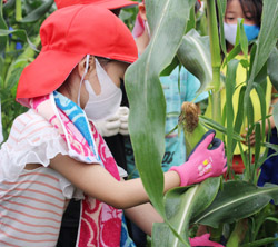 「コロナ禍を乗り越えた小学生と園児のとうもろこし収穫」の画像