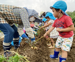 「入舟幼稚園じゃがいも掘り」の画像