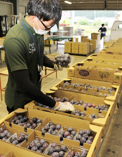 「品種リレーで安定出荷を」の画像