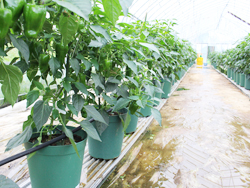 「水稲育苗ハウスを利活用　自動潅水システムでピーマン栽培」の画像