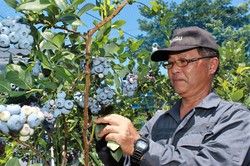 「ブルーベリー出荷最盛期　県内中心に8トン出荷」の画像