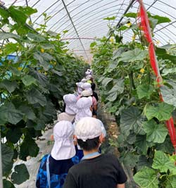 「生産者の生の声を聞きたい　上郷小3年生　きゅうりの圃場見学」の画像