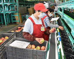 「シナノリップ3年目、増産・高品質で産地構築」の画像