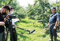 「佐久地域のプルーンをPR　「四季彩キッチン」が取材」の画像