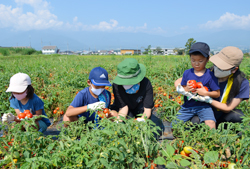 「子どもの食農教育を推進、親子青空教室」の画像
