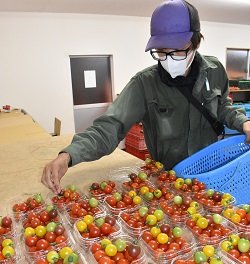 「市場ニーズに応えカラートマト5色導入」の画像