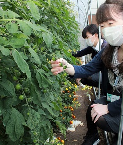 「一支所一協同活動　ミニトマト栽培で地域交流」の画像