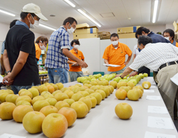 「梨の品質確認、「二十世紀」「豊水」出荷査定会」の画像