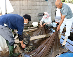 「旬の味覚　小ブナ水揚げ」の画像