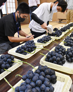 「ナガノパープル、逸品厳選し市場へ」の画像
