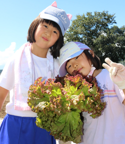 「しっかり育ったサニーレタス」の画像