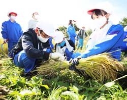 「ザックザックと楽しみながら稲刈り体験／長地小学校5年生」の画像