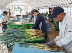 「品質も回復傾向、白ネギ収穫最盛期迎える」の画像