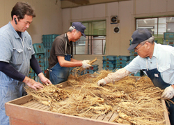 「特産「信州人蔘」集荷本格化　生薬メーカーなどに約5トン出荷」の画像