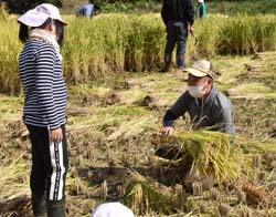 「田植えの成果実感　稲刈りに協力」の画像