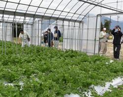 「セルリー部会共進会開催　生産意欲向上図る」の画像