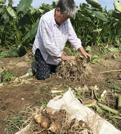 「伝統野菜「坂井芋」、収穫始まる」の画像