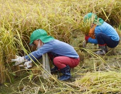 「園児の稲刈り作業」の画像