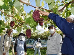 「クイーンルージュ早期産地化へ、出荷規格など確認」の画像