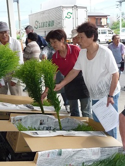 「ソリダゴ目ぞろえ」の画像