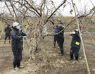「農ボラ第2期活動、果樹園の復旧支援」の画像