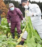 「復興支援小田切プロジェクト、被災地長沼へ野沢菜贈る」の画像